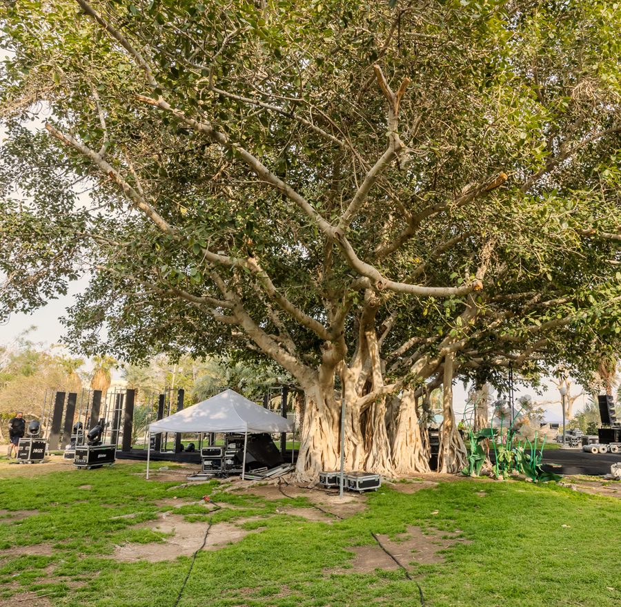 פיקוס בנגלי ענק עם שורשי אוויר, על מדשאה בגן הבוטני של עין גדי