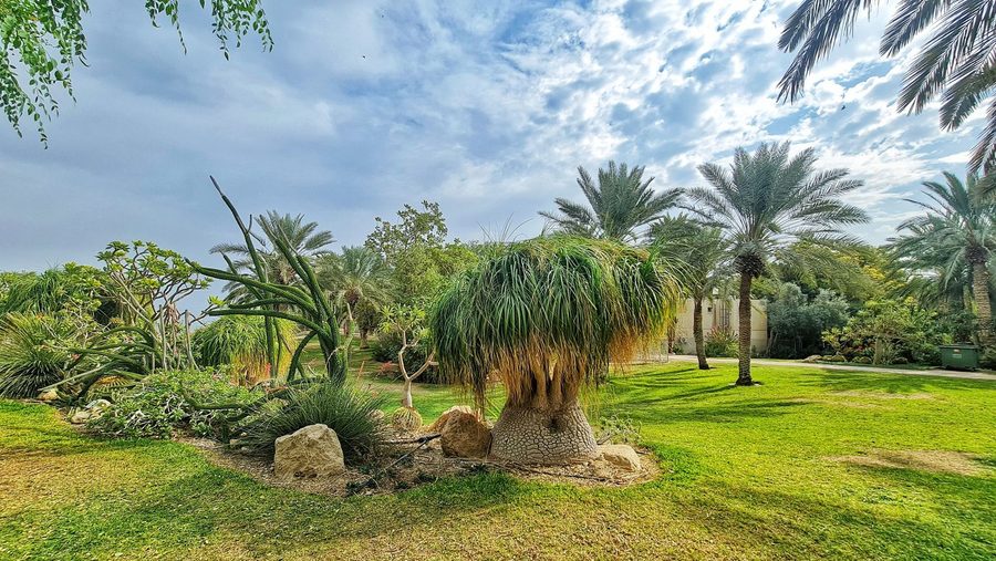שבילי הגן הבוטני עם דקלים, צמחי מדבר ומדשאות ירוקות